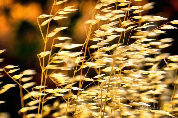 Summered Wild Oats