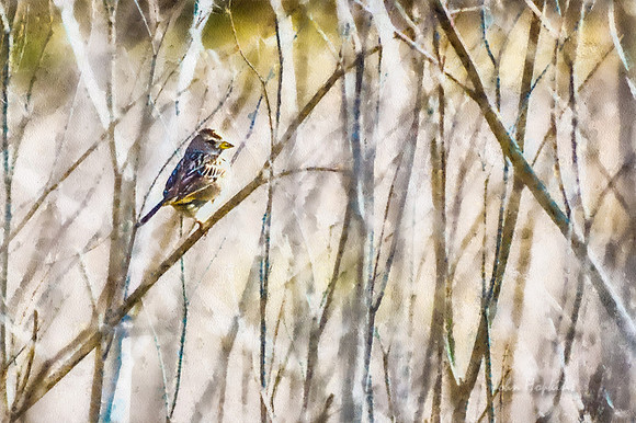 Bird in the Bush