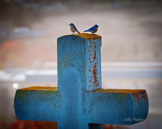 Peace in Rest