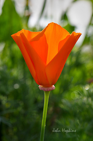 Morning Poppy
