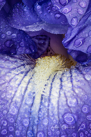 Wet Iris