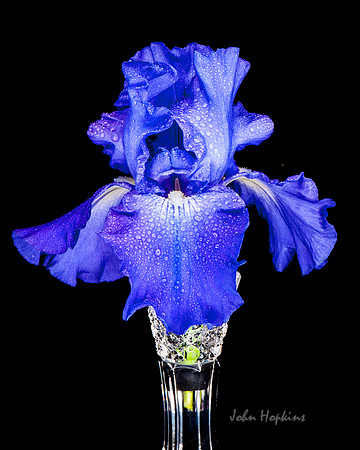 Iris