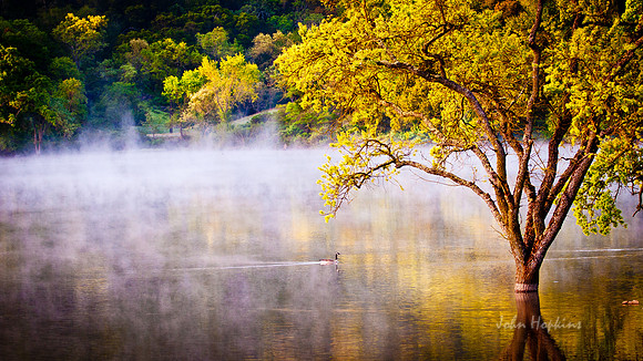 Misty Morning Commute